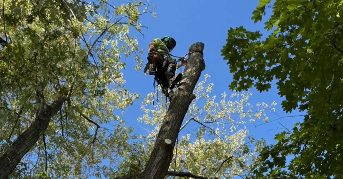 Arborists removing a damaged tree safely in Pittsburgh