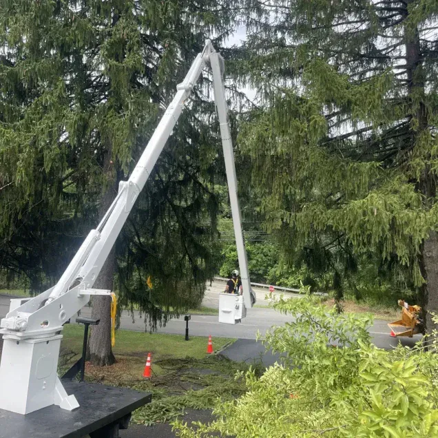 Expert Tree Services in Fox Chapel