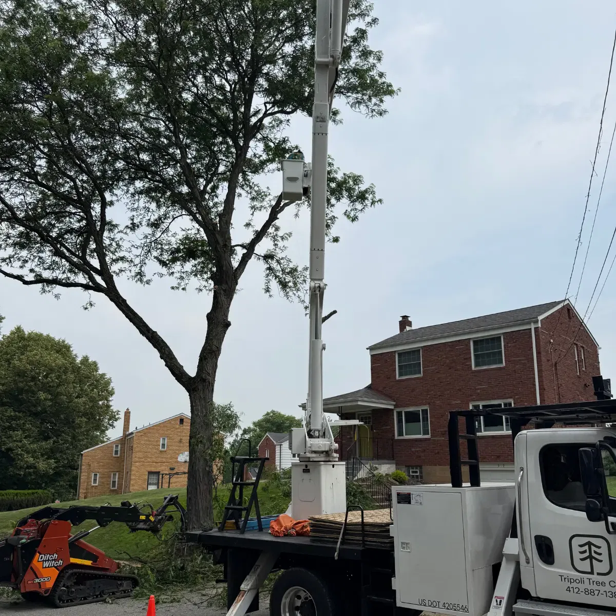 Improving airflow and light: Our crown thinning services help your trees thrive while reducing wind resistance.