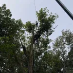 An oak tree in Pittsburgh being pruned by a certified arborist during the dormant season.