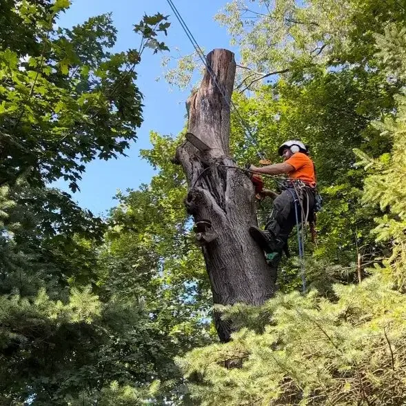 Certified arborists handling safe tree cutting and cleanup in Oakmont neighborhood