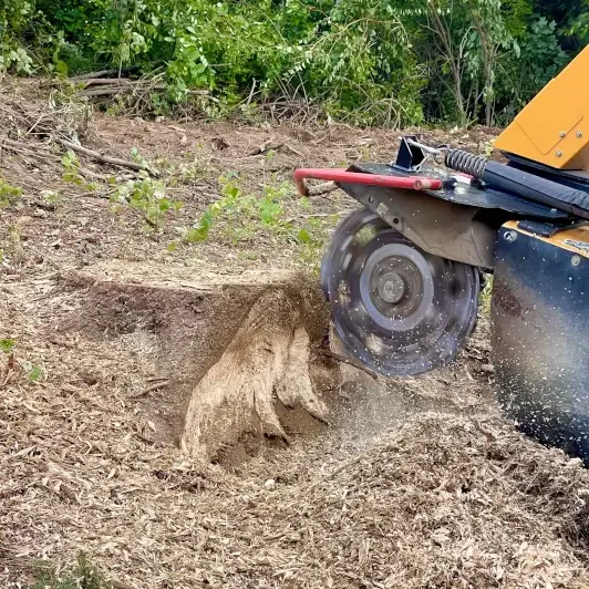 Professional tree care services in Ross Township PA with crew working on residential property