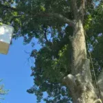 Tree Trimming and Pruning