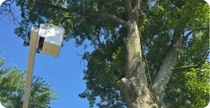 Tree Trimming and Pruning