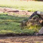 Top Soil & Grass Seeding