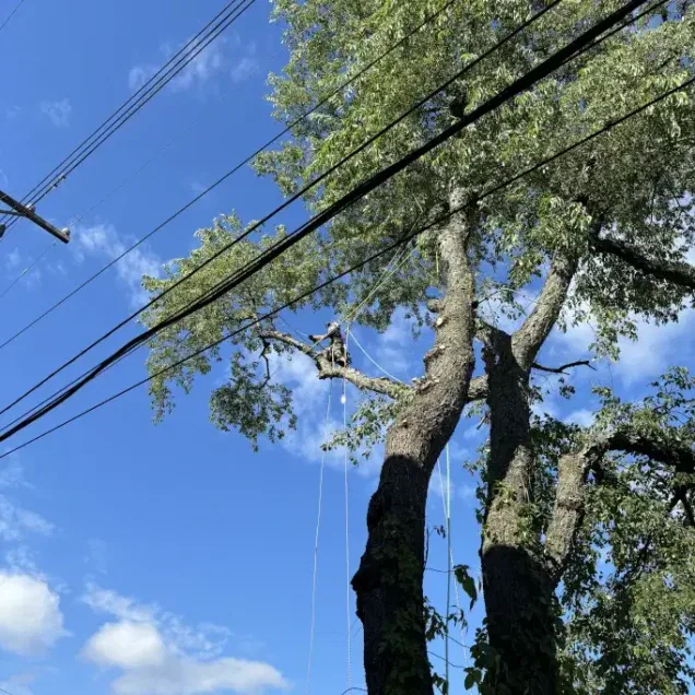 Tree services for urban properties in Squirrel Hill PA with crew working near homes and sidewalks