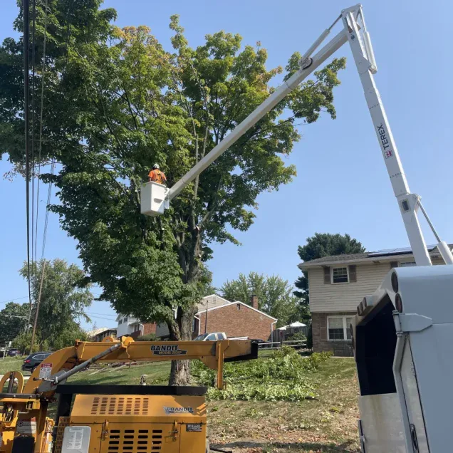 Professional Tree Services in Wexford