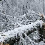 Heavy snow and ice damage to trees in Western Pennsylvania