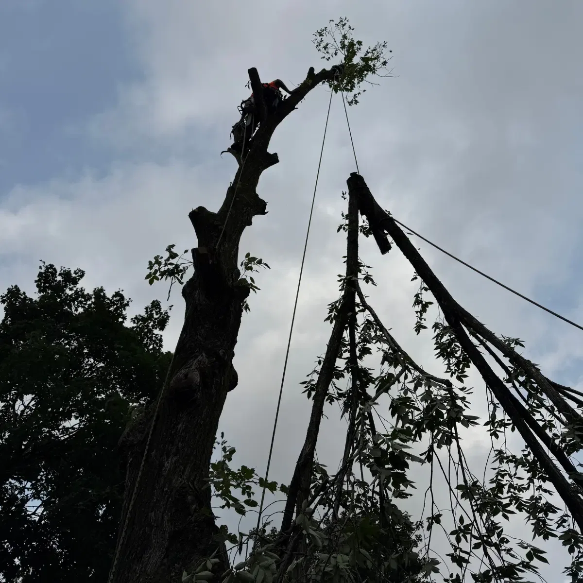Professional tree removal in Pittsburgh near residential home