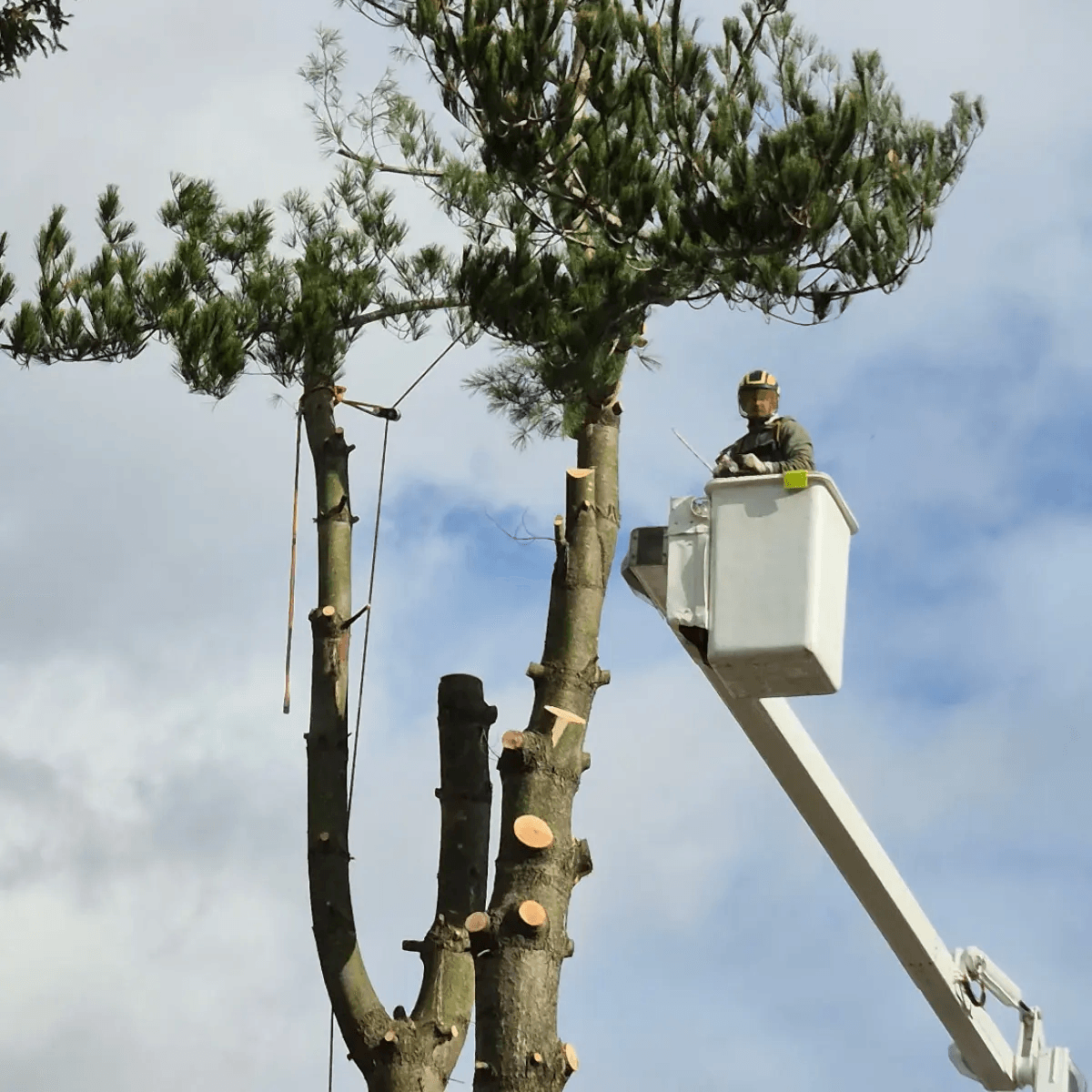 Safe tree trimming near Pittsburgh home with proper equipment