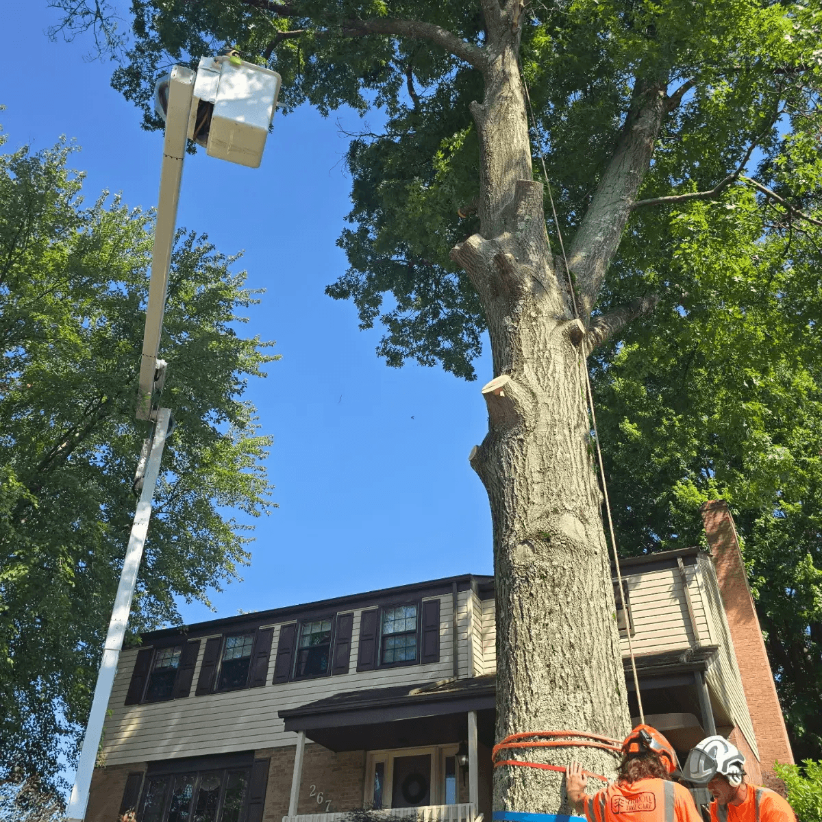 Pittsburgh tree trimming removing dead limbs from mature tree