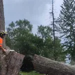 Professional arborist removing a large oak tree in a Pittsburgh residential neighborhood