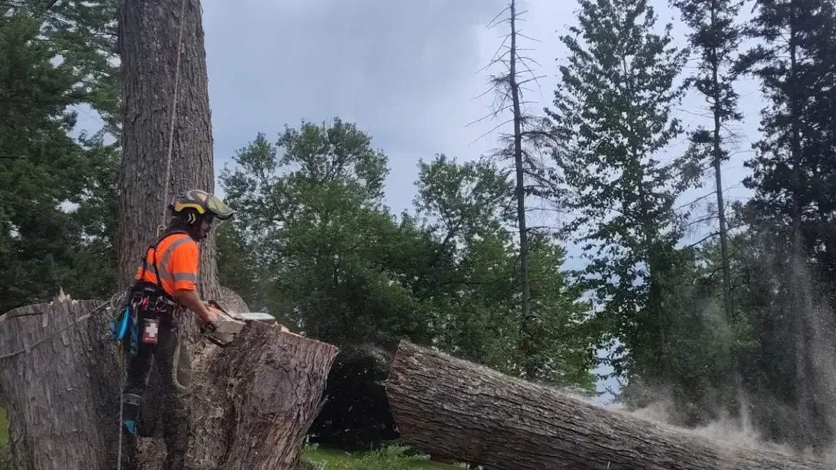 Professional arborist removing a large oak tree in a Pittsburgh residential neighborhood