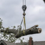 Professional crane lifting a large tree section over a Pittsburgh residential roof