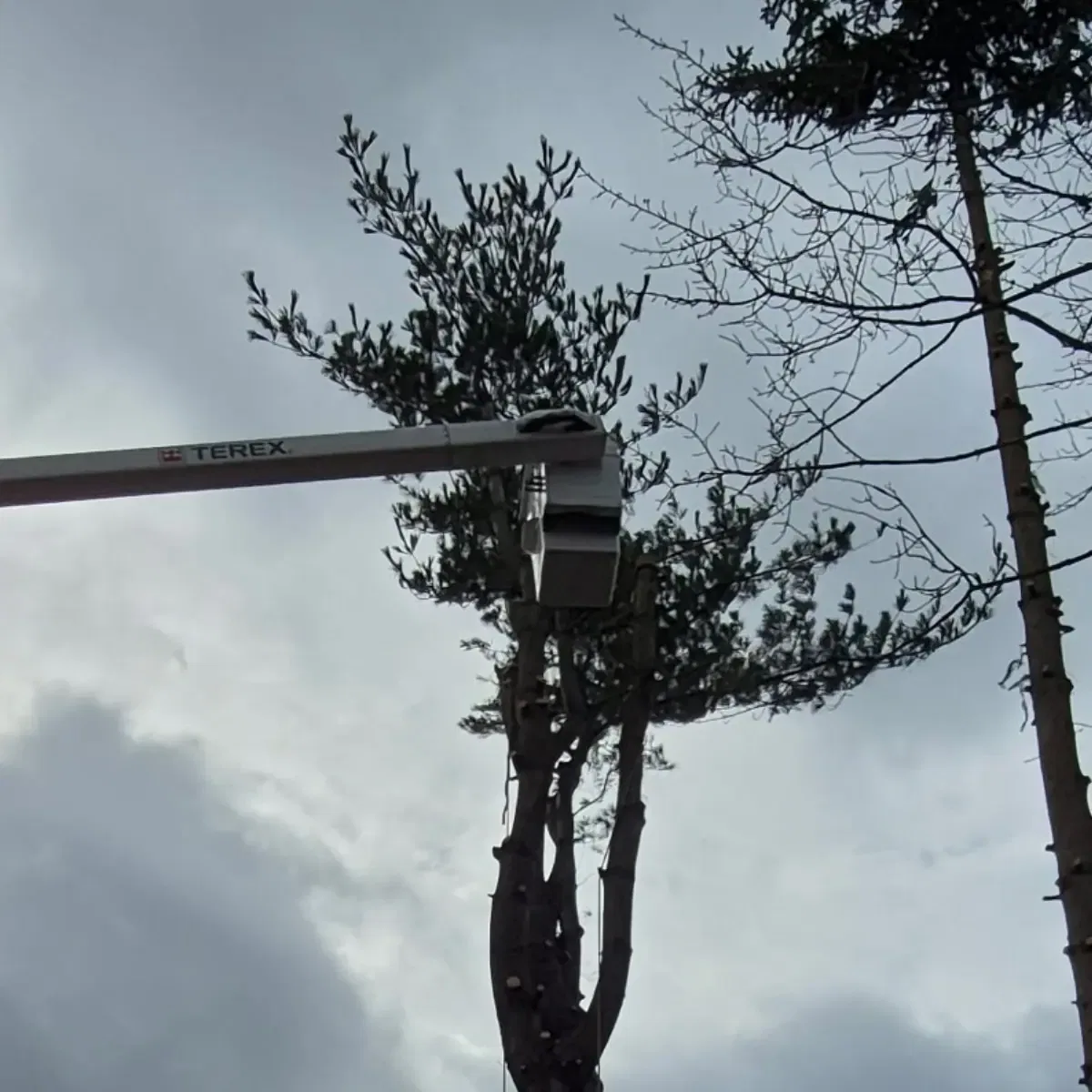 Certified arborist performing crown thinning maintenance on a mature hardwood tree to improve canopy health.