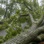 large oak tree on residential roof after storm damage in Pittsburgh