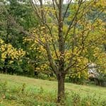 A maple tree in Western Pennsylvania with early leaf yellowing and a sparse canopy from Verticillium wilt.