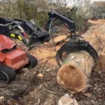 Certified arborist inspecting a large tree for removal in Pittsburgh