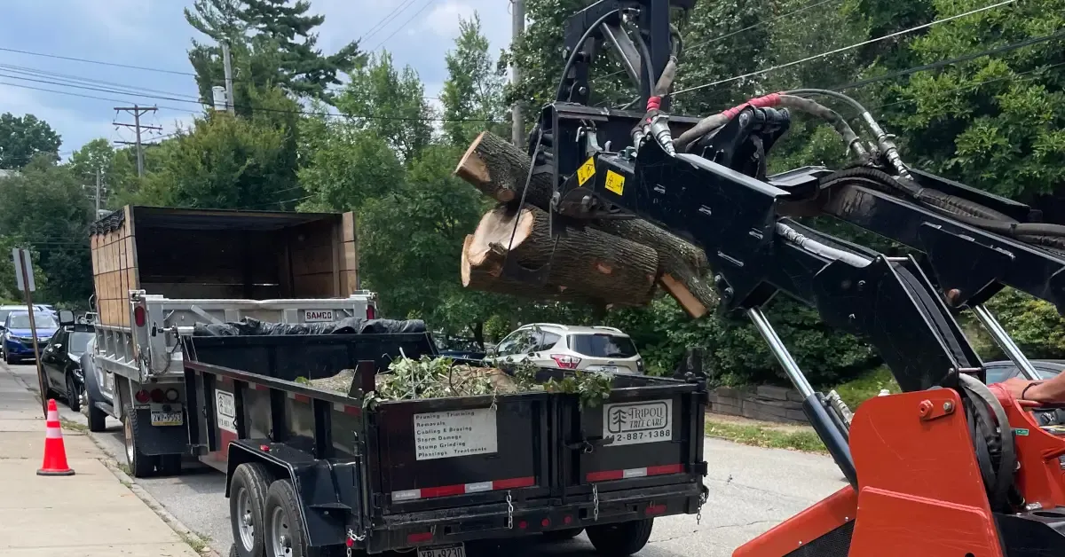 Storm Damage Cleanup