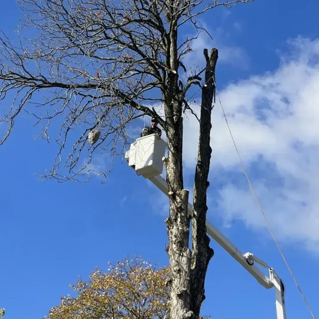 Expert Tree Services in Allison Park