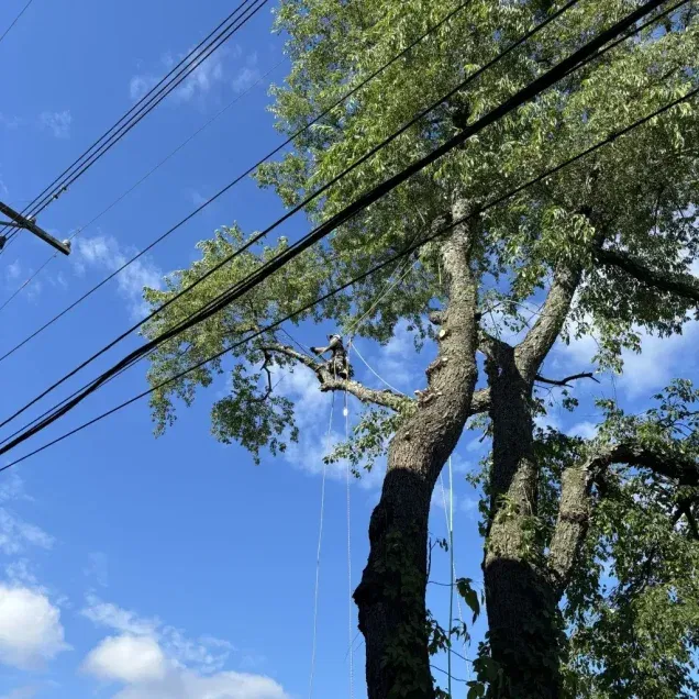 Expert Tree Services in Allison Park