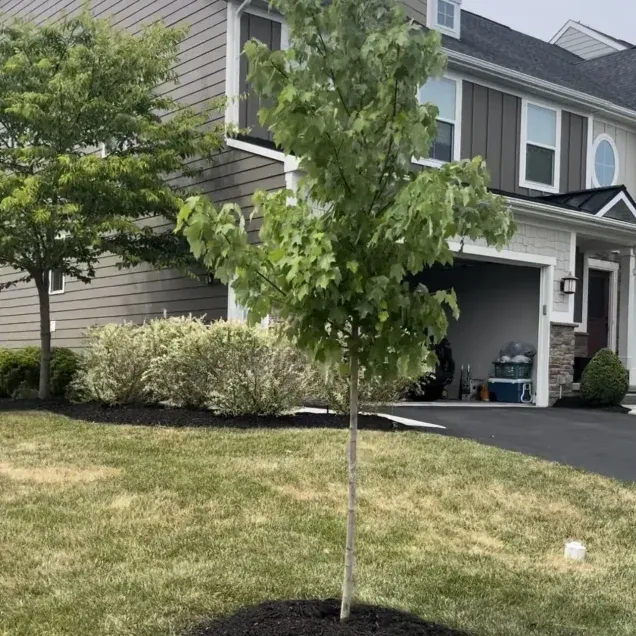 Professional Tree Services in Cranberry 