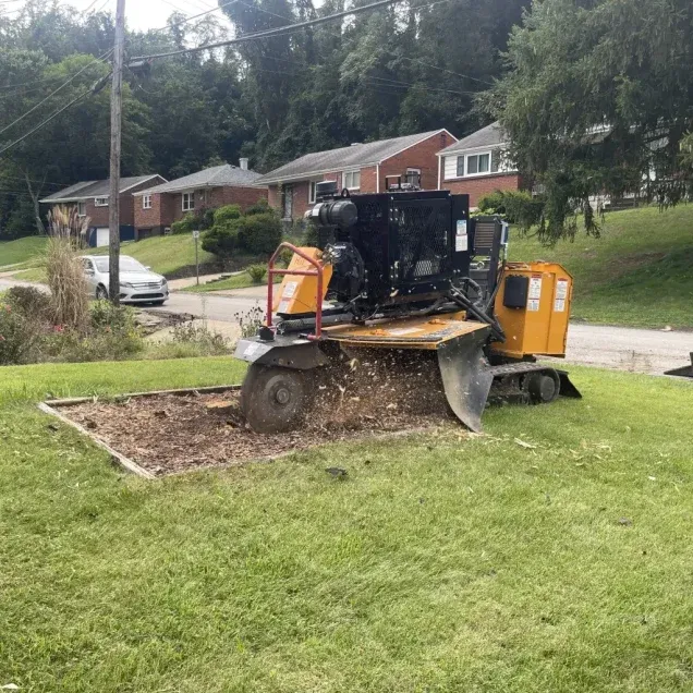 Professional Tree Services in Cranberry