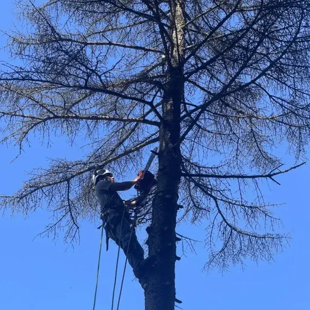 Expert Tree Services in Fox Chapel