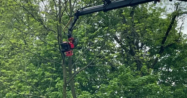 Who Owns the Tree? Street Tree Responsibility in Pittsburgh