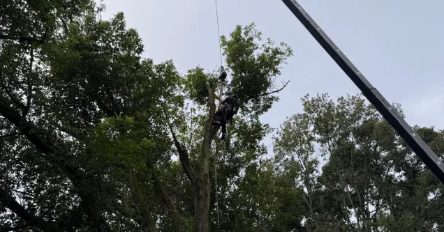 Preserving Pittsburgh’s Oaks: Essential Trimming Techniques to Prevent Oak Wilt