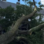 Cracked tree trunk after severe storm damage on a residential property in Pittsburgh, PA