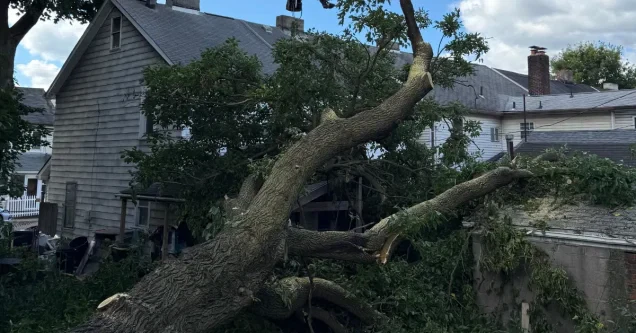 Cracked Tree Trunk After a Storm: What to Do Next in Pittsburgh, PA