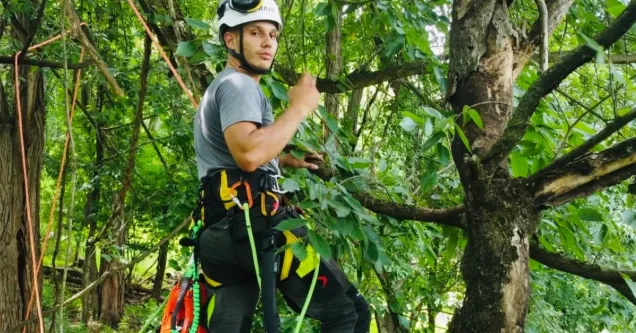 How Pittsburgh’s Weather Affects Tree Health Year-Round