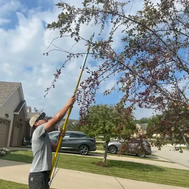 Expert Tree Services in Green Tree