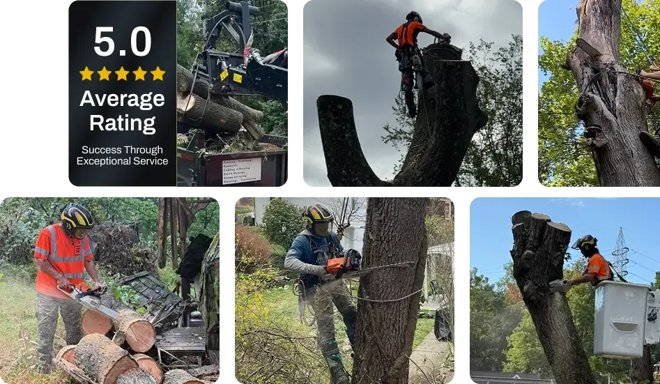 About Tripoli Tree Care