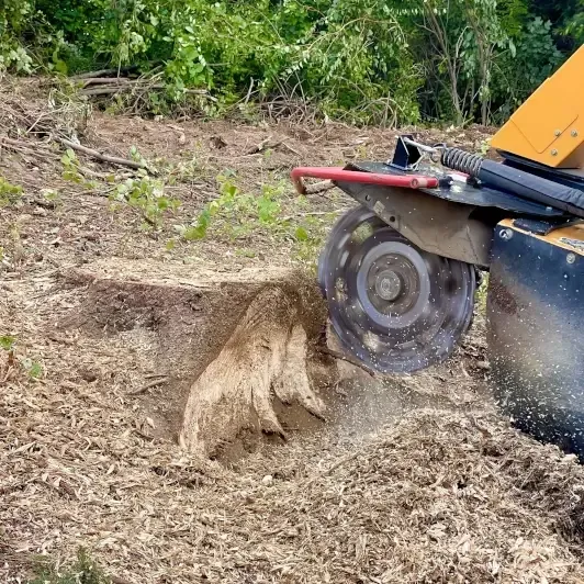 Expert Tree Services in Ross Township