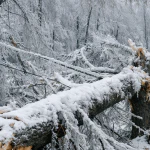 Heavy snow and ice damage to trees in Western Pennsylvania