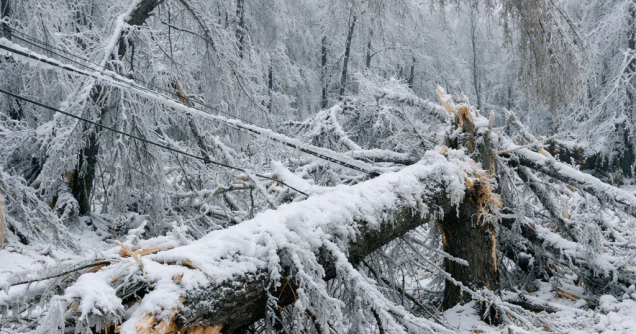 Expert Heavy Snow & Ice Damage Tree Repair in Western Pennsylvania