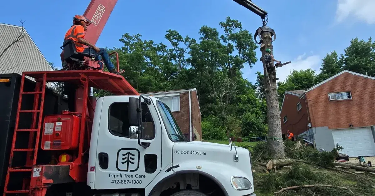 Licensed arborist performing professional tree removal in Coraopolis, PA