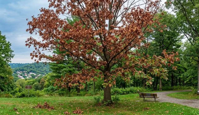 Oak Wilt in Allegheny County: What Every North Park Area Homeowner Should Know