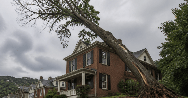 Will My Homeowners Insurance Cover Preventive Tree Removal in Pittsburgh, PA