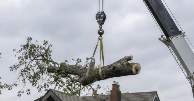 Crane-Assisted Tree Removal in Pittsburgh: How It Works and When It’s Needed 