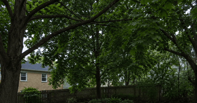 When Overgrown Trees Start Hurting Your Lawn in Pittsburgh, PA