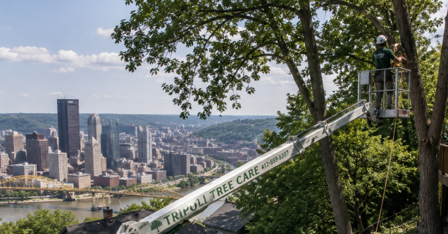 Why Pittsburgh’s Hilly Terrain Makes Tree Removal More Complex and More Expensive Than Flat Ground