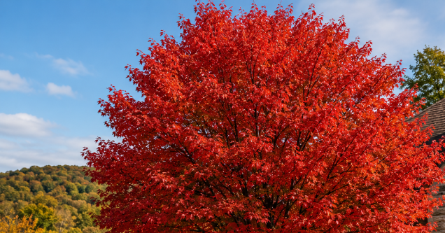 How to Take Care of a Red Maple Tree in Your Pittsburgh Yard