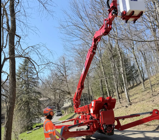 8 Signs Your Pittsburgh Tree May Be Dead or Dying