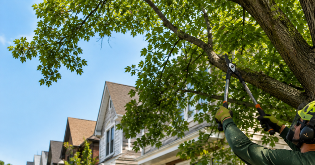 Tree Care Guide for Pittsburgh Neighborhoods With Small Lots