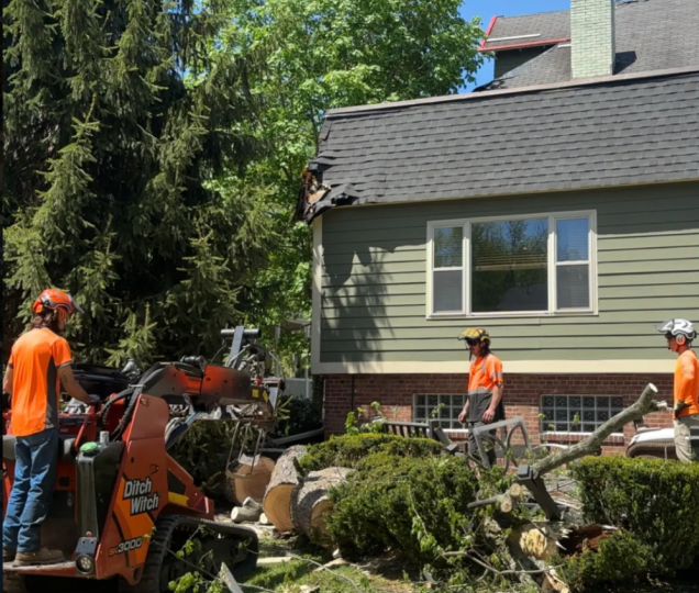 The Reality of Leaning Trees: When Is It a True Emergency in Pittsburgh?