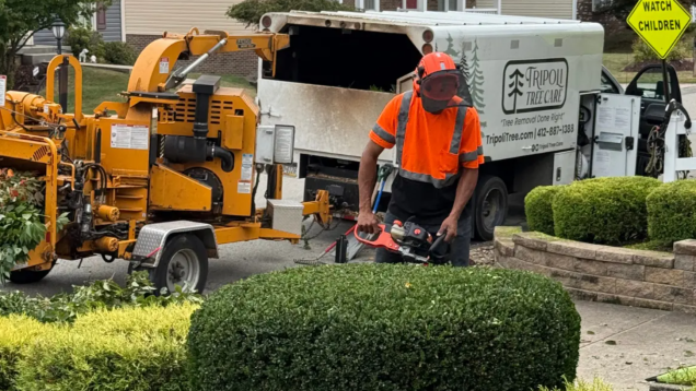 How Often Should Commercial Properties Inspect Their Trees in Cranberry Township, PA?