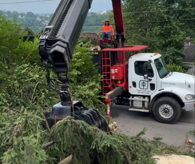 Can You Remove a Tree That Is Blocking Your View in Pittsburgh, PA?